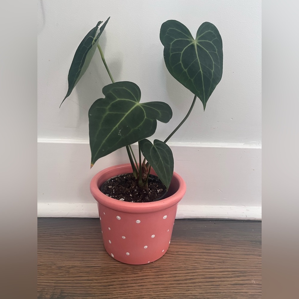 Anthurium Clarinervium **reserved**